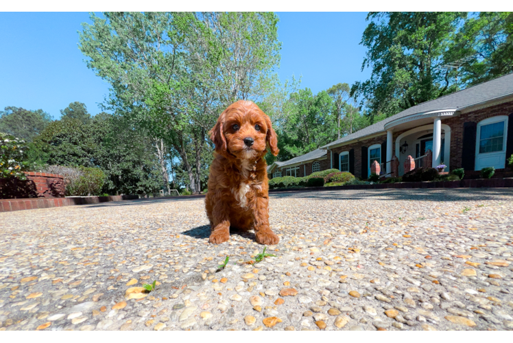 Cavapoo Pup Being Cute