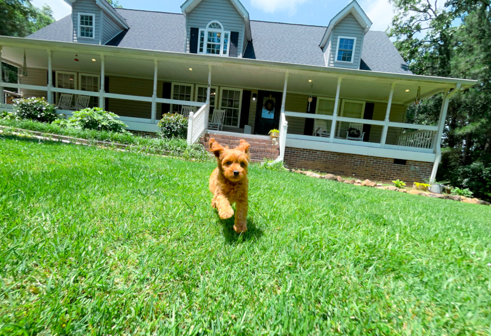 Cavapoo Puppy for Adoption