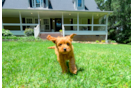 Cute Cavapoo Baby