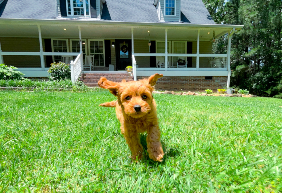 Cute Cavapoo Baby