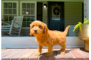 Cavapoo Pup Being Cute