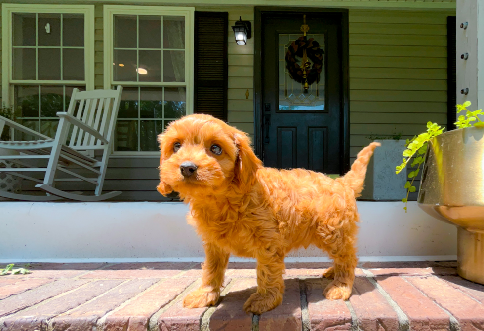 Cavapoo Pup Being Cute