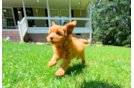 Cavapoo Puppy for Adoption