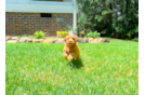 Cavapoo Puppy for Adoption
