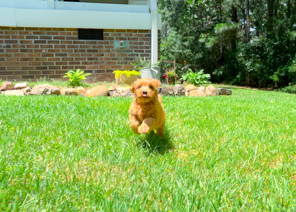 Cavapoo Puppy for Adoption