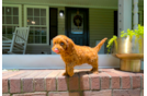 Cute Cavapoo Poodle Mix Pup