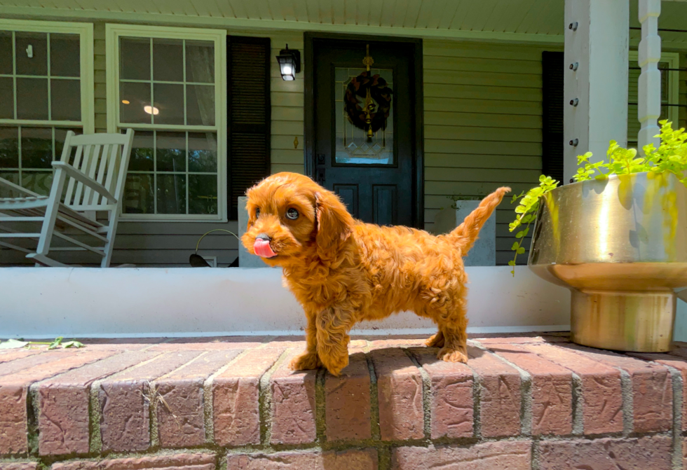 Cute Cavapoo Poodle Mix Pup