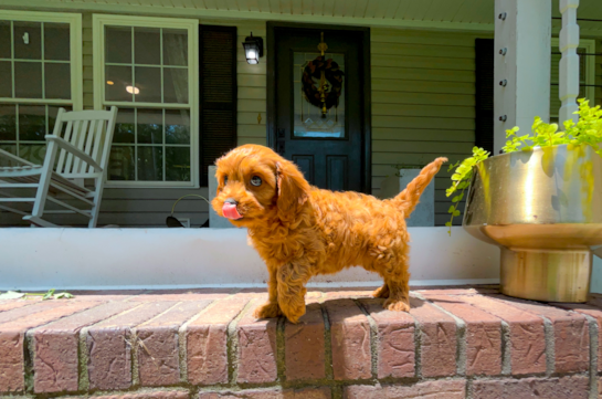 Cute Cavapoo Poodle Mix Pup