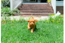 Cute Cavadoodle Poodle Mix Puppy