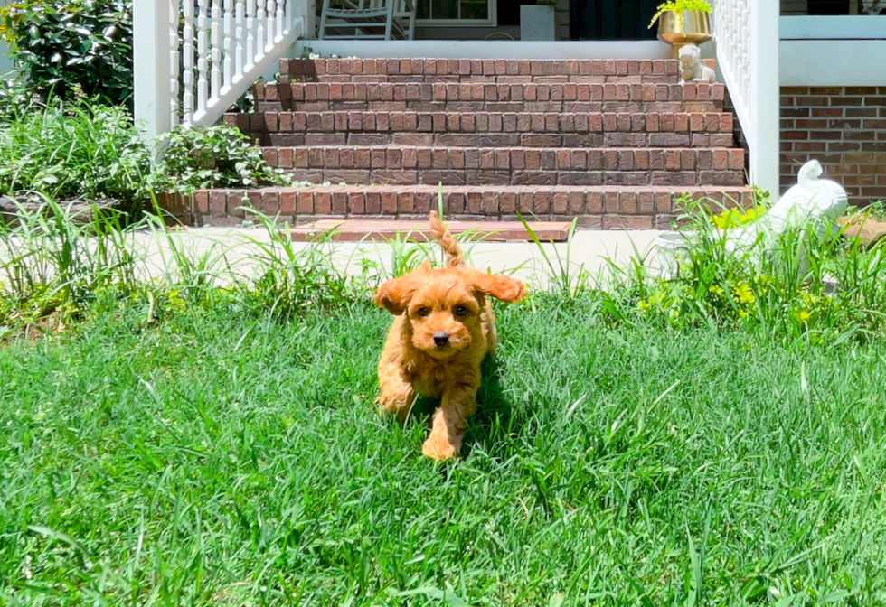 Cute Cavadoodle Poodle Mix Puppy