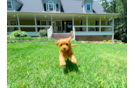 Cute Cavapoo Poodle Mix Pup