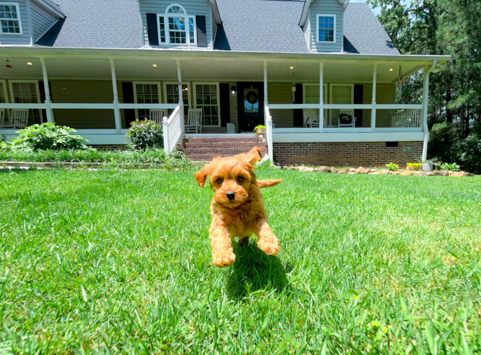 Cute Cavapoo Poodle Mix Pup