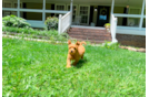 Cute Cavapoo Poodle Mix Pup