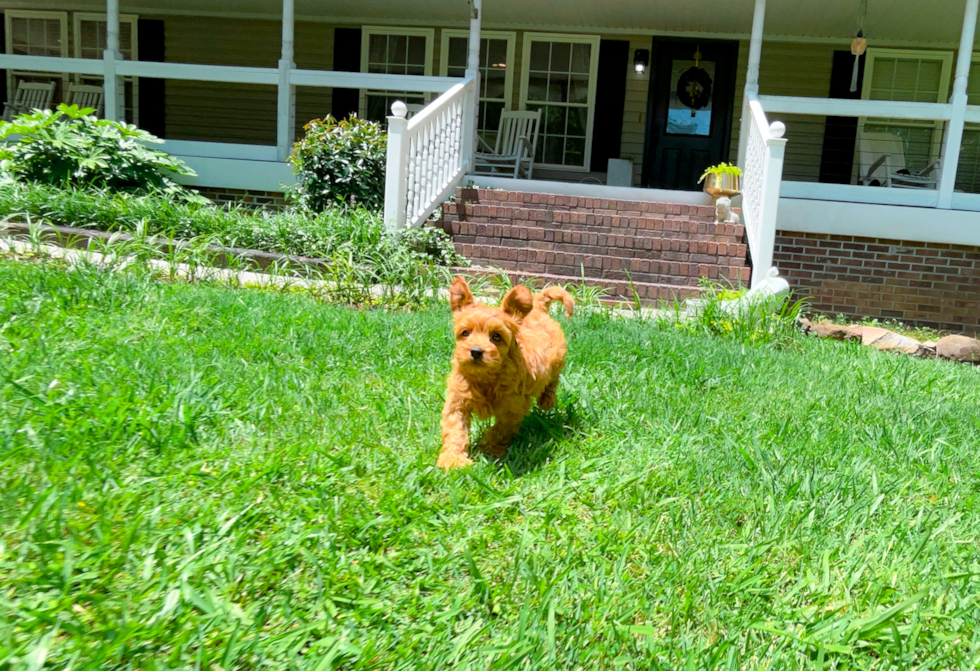 Cute Cavapoo Poodle Mix Pup
