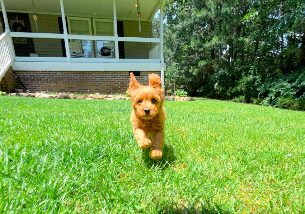Best Cavapoo Baby