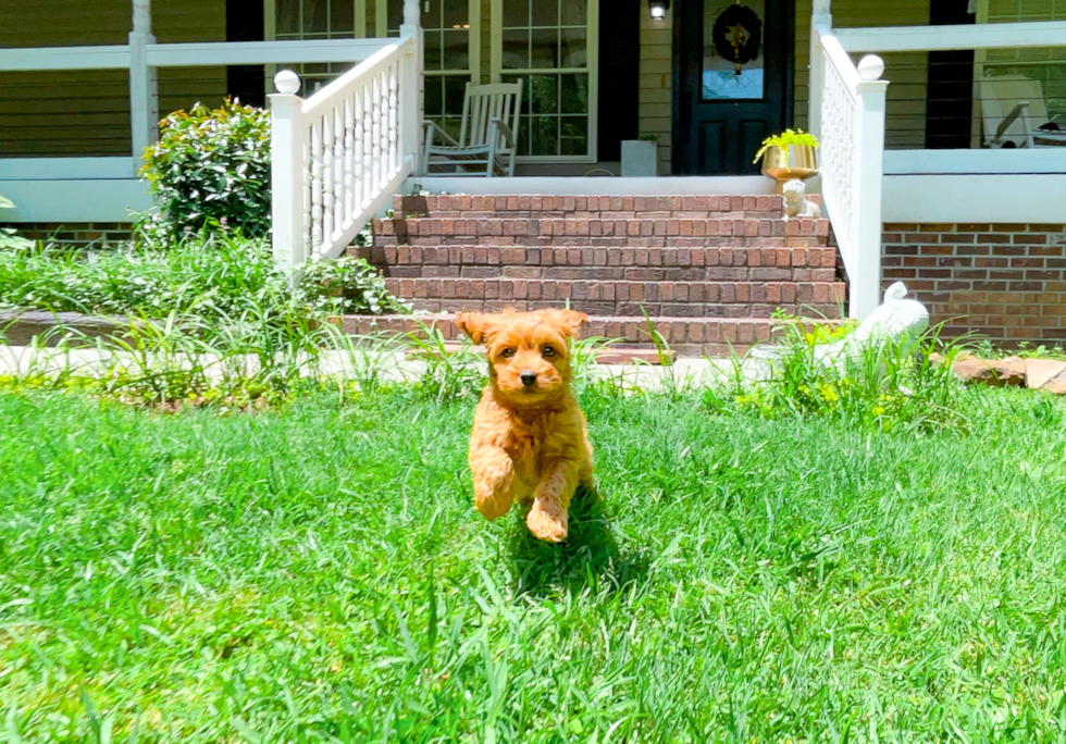 Cavapoo Pup Being Cute