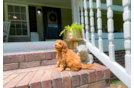 Cavapoo Pup Being Cute