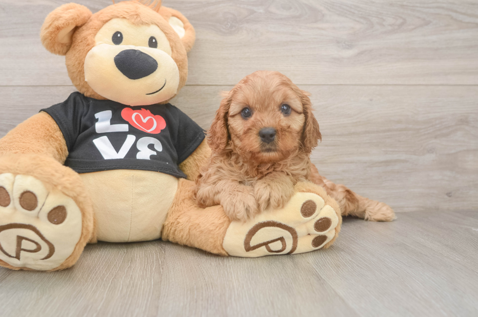 7 week old Cavapoo Puppy For Sale - Simply Southern Pups