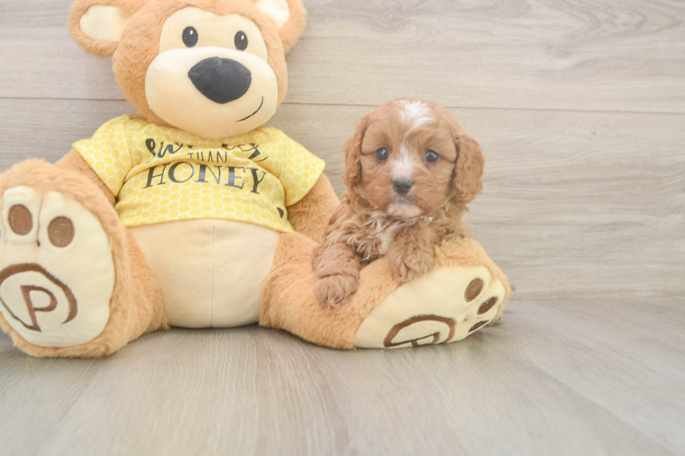 Cavapoo Puppy for Adoption