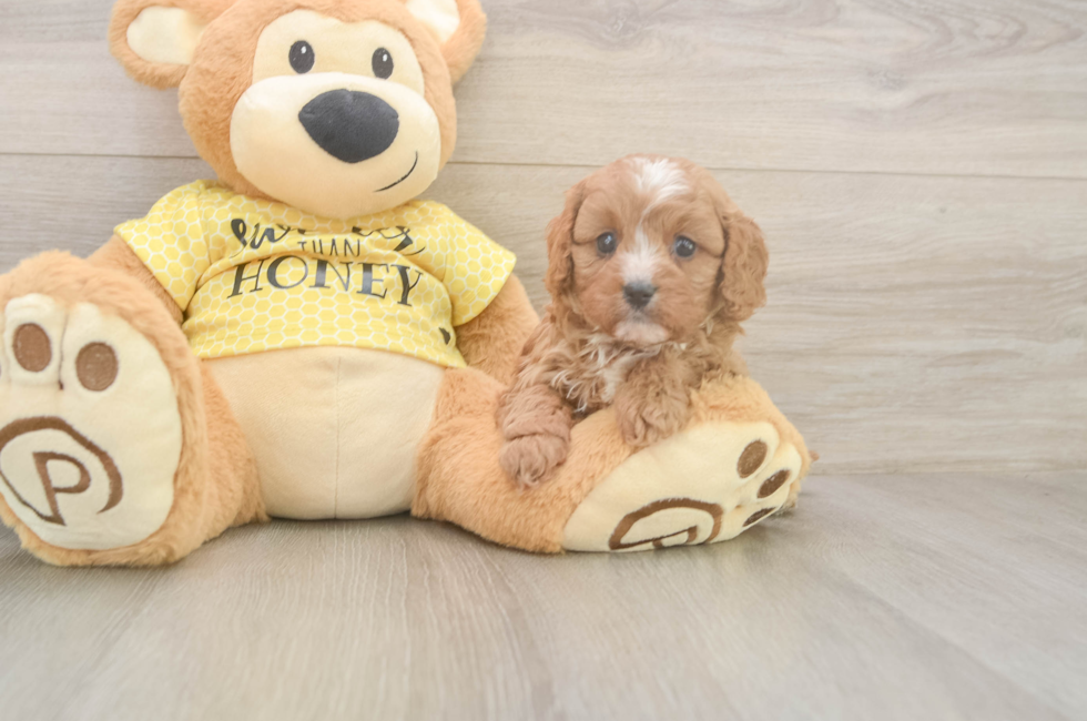 5 week old Cavapoo Puppy For Sale - Simply Southern Pups