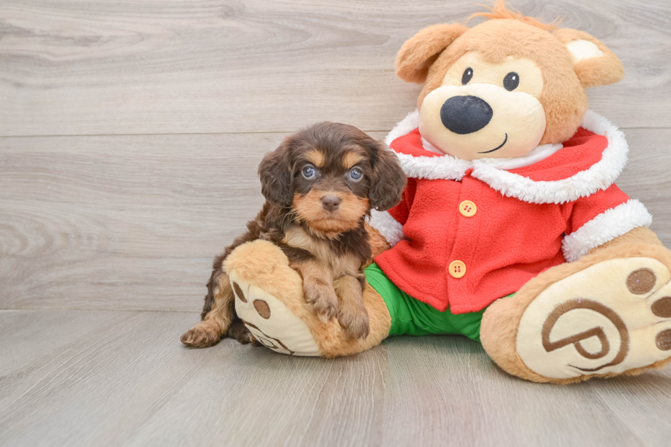 Hypoallergenic Cavadoodle Poodle Mix Puppy