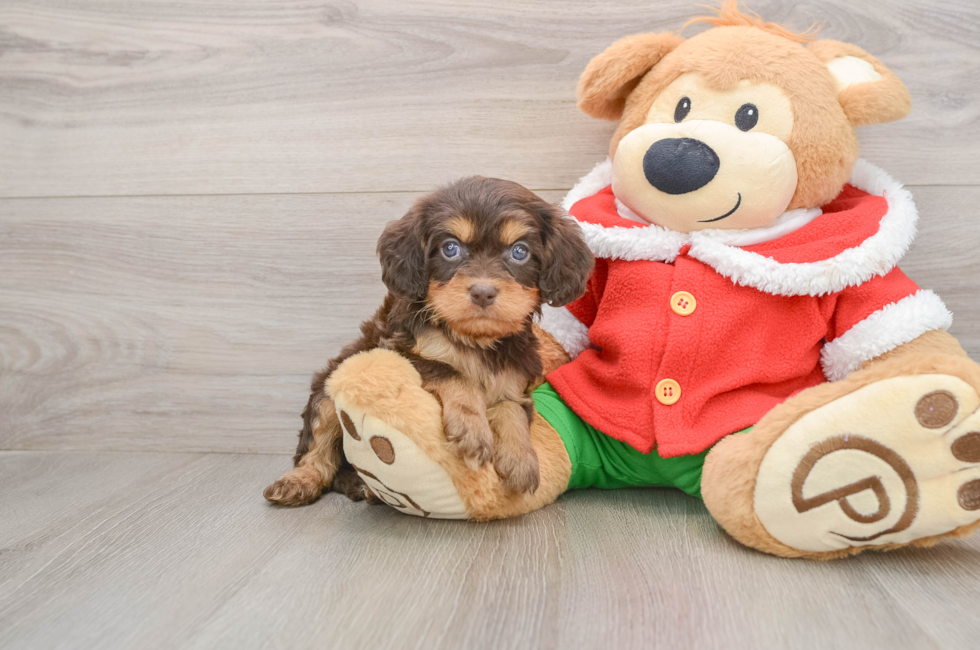 5 week old Cavapoo Puppy For Sale - Simply Southern Pups