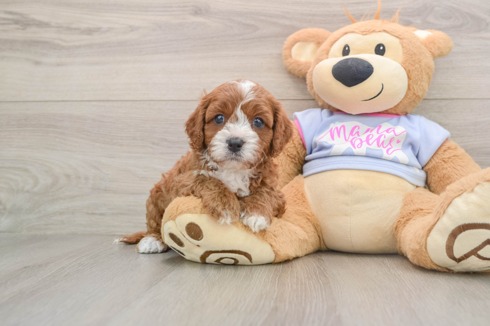 Hypoallergenic Cavadoodle Poodle Mix Puppy