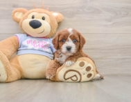 5 week old Cavapoo Puppy For Sale - Simply Southern Pups