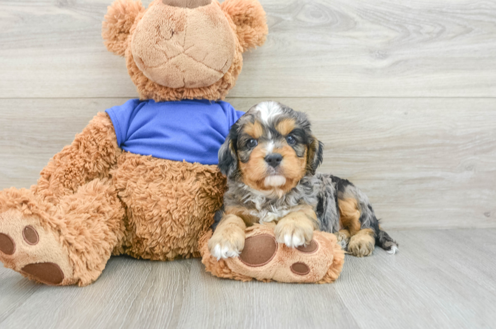 8 week old Cavapoo Puppy For Sale - Simply Southern Pups