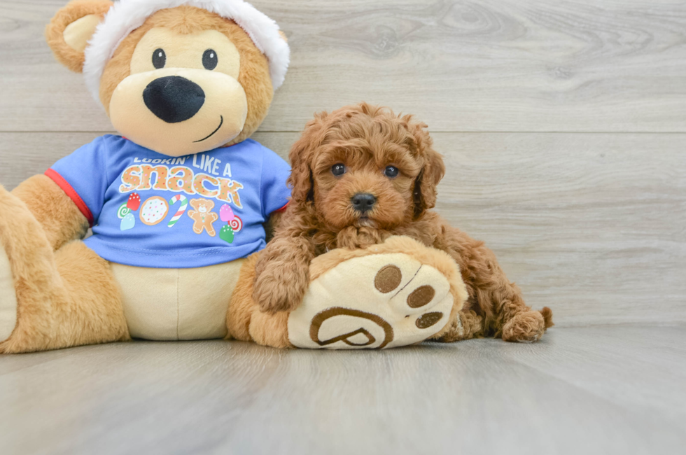 5 week old Cavapoo Puppy For Sale - Simply Southern Pups