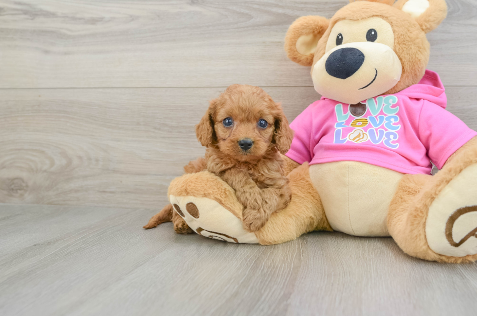 7 week old Cavapoo Puppy For Sale - Simply Southern Pups