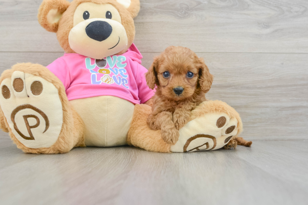 Small Cavapoo Baby