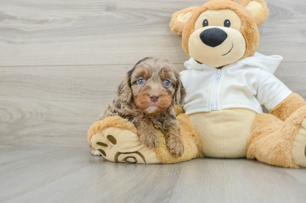 6 week old Cavapoo Puppy For Sale - Simply Southern Pups