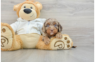 Best Cavapoo Baby