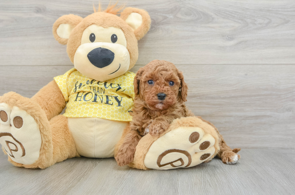 5 week old Cavapoo Puppy For Sale - Simply Southern Pups