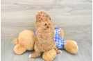 Energetic Cavoodle Poodle Mix Puppy