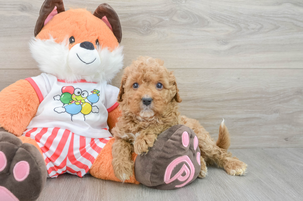 7 week old Cavapoo Puppy For Sale - Simply Southern Pups