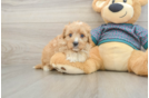 Friendly Cavapoo Baby