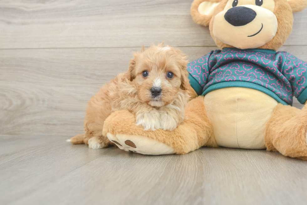 Friendly Cavapoo Baby