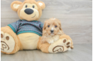 Popular Cavapoo Poodle Mix Pup