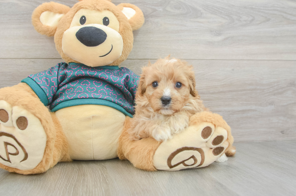 6 week old Cavapoo Puppy For Sale - Simply Southern Pups