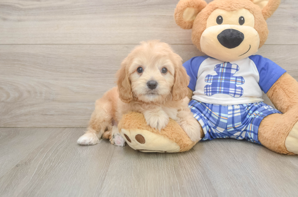 7 week old Cavapoo Puppy For Sale - Simply Southern Pups