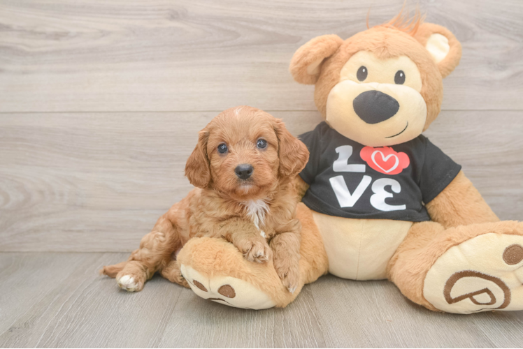 Cavapoo Puppy for Adoption