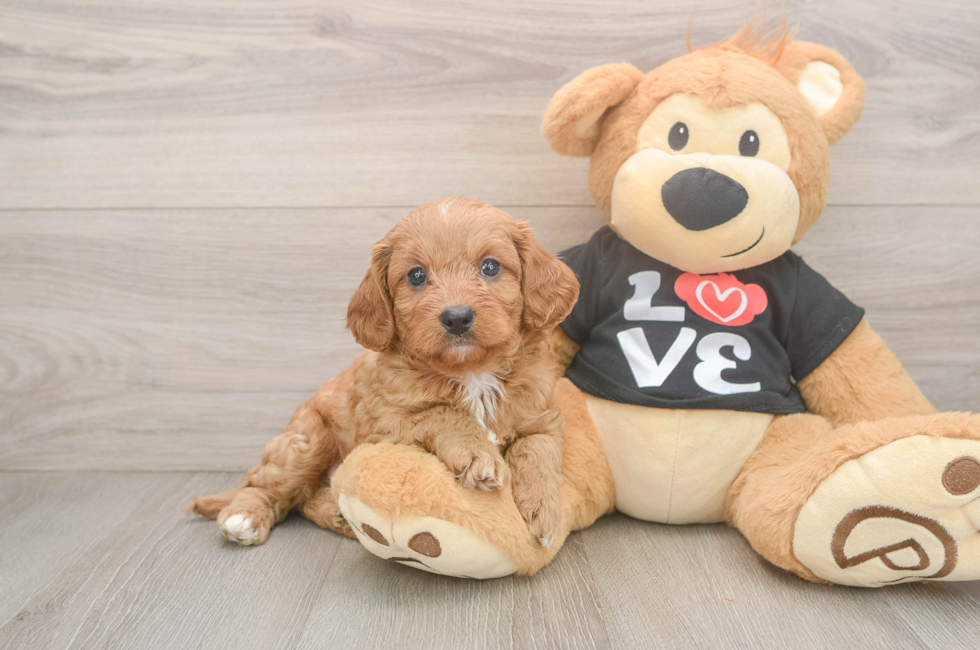 7 week old Cavapoo Puppy For Sale - Simply Southern Pups