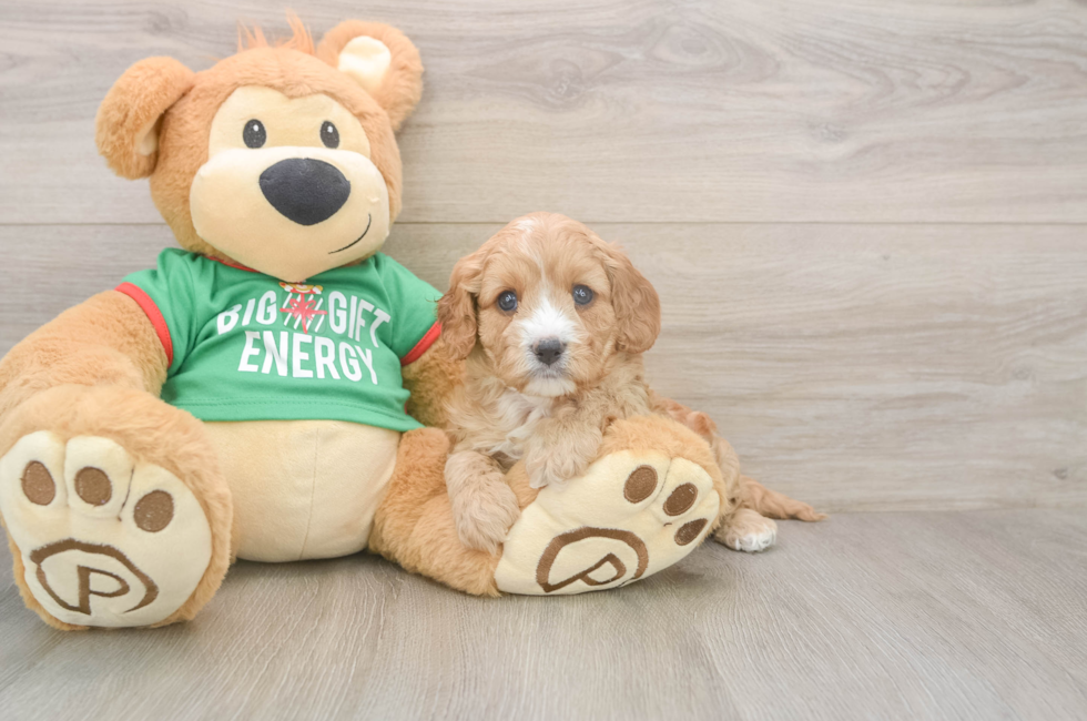 5 week old Cavapoo Puppy For Sale - Simply Southern Pups
