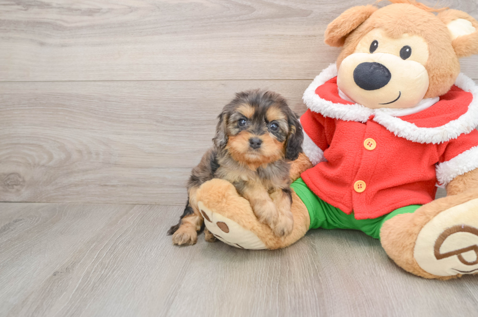 5 week old Cavapoo Puppy For Sale - Simply Southern Pups