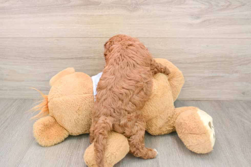 Best Cavapoo Baby