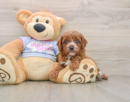 5 week old Cavapoo Puppy For Sale - Simply Southern Pups