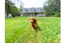 Cute Cavapoo Poodle Mix Pup