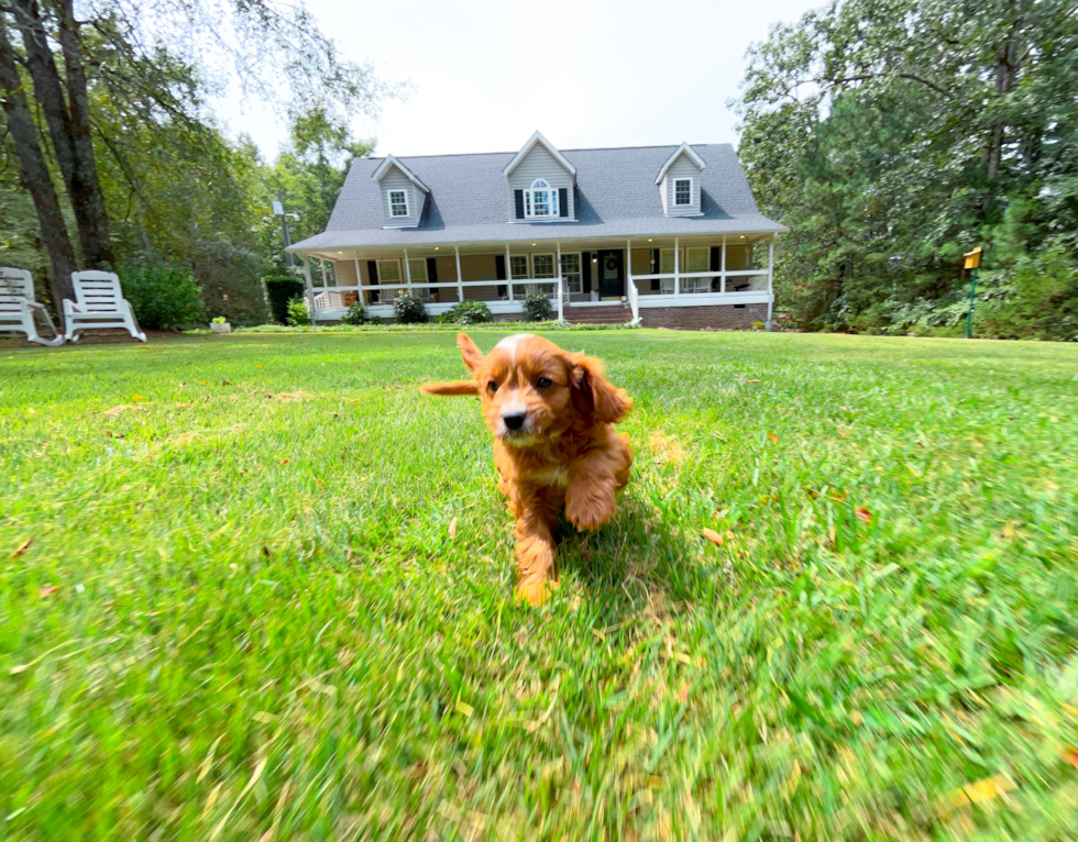 Cute Cavapoo Poodle Mix Pup